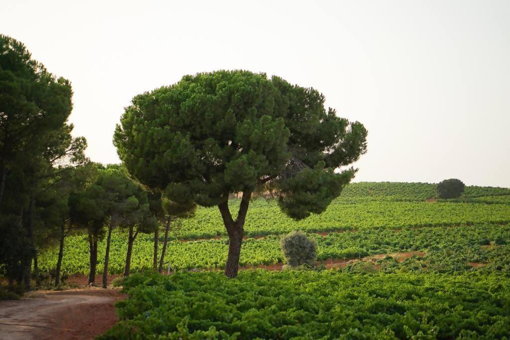 En Bodega La De Vitis